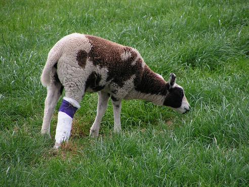 KONICA MINOLTA DIGITAL CAMERA