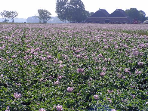 KONICA MINOLTA DIGITAL CAMERA