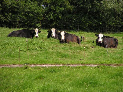 KONICA MINOLTA DIGITAL CAMERA