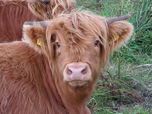 KONICA MINOLTA DIGITAL CAMERA