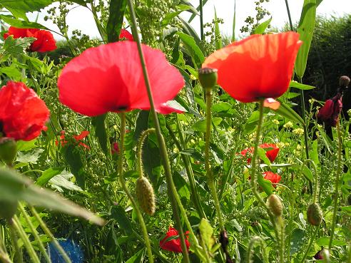 KONICA MINOLTA DIGITAL CAMERA