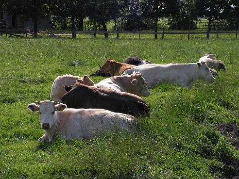 KONICA MINOLTA DIGITAL CAMERA