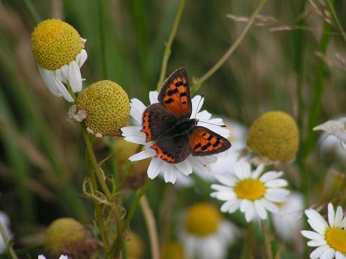 KONICA MINOLTA DIGITAL CAMERA