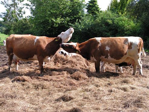 KONICA MINOLTA DIGITAL CAMERA