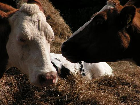 KONICA MINOLTA DIGITAL CAMERA