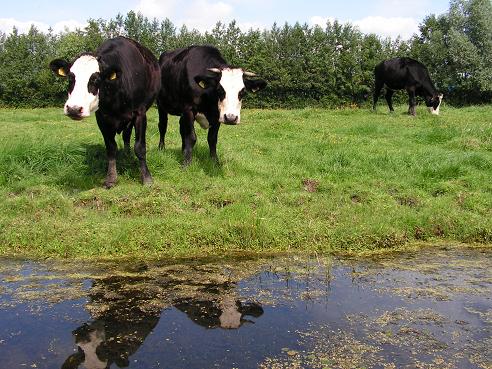 KONICA MINOLTA DIGITAL CAMERA