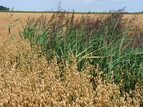 KONICA MINOLTA DIGITAL CAMERA