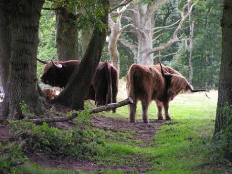 KONICA MINOLTA DIGITAL CAMERA