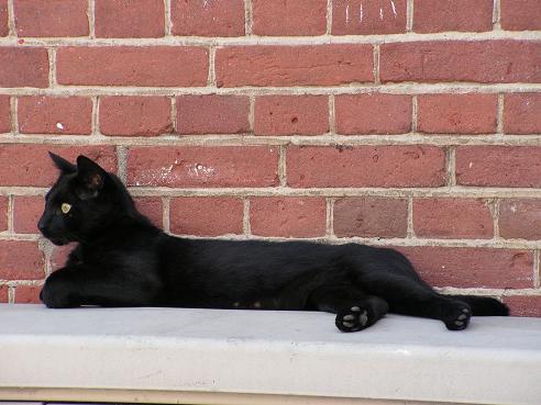 KONICA MINOLTA DIGITAL CAMERA