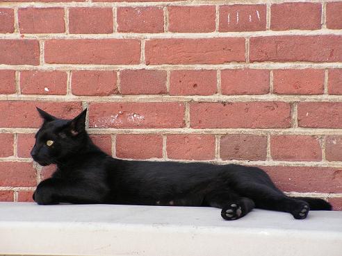 KONICA MINOLTA DIGITAL CAMERA