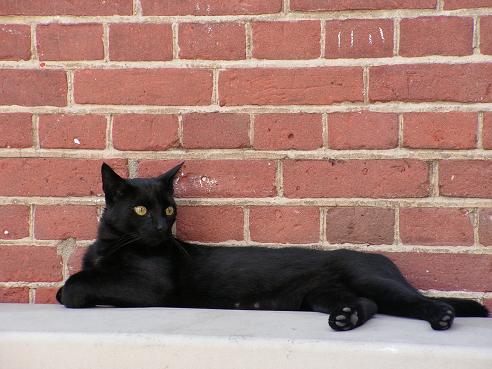 KONICA MINOLTA DIGITAL CAMERA