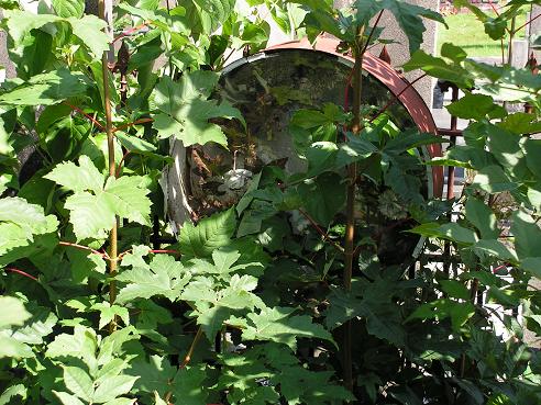 KONICA MINOLTA DIGITAL CAMERA