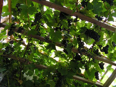 KONICA MINOLTA DIGITAL CAMERA