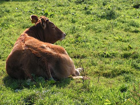 KONICA MINOLTA DIGITAL CAMERA