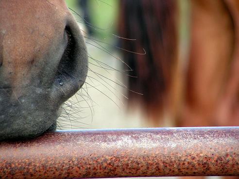 KONICA MINOLTA DIGITAL CAMERA