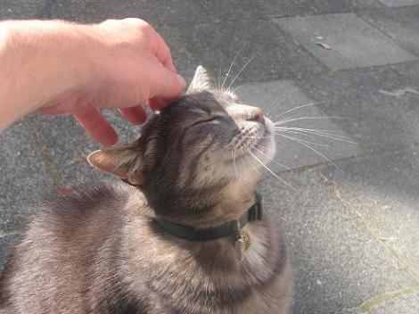 KONICA MINOLTA DIGITAL CAMERA