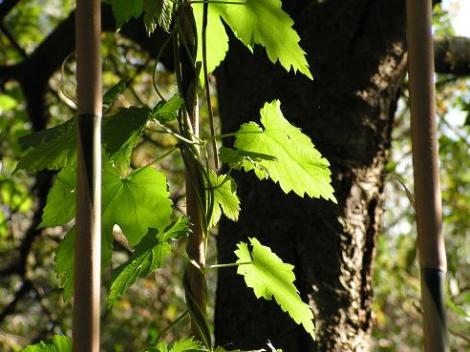 KONICA MINOLTA DIGITAL CAMERA