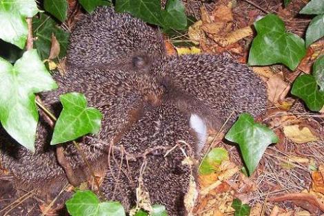 Geplaatst op 7 oktober 2009  egels olm