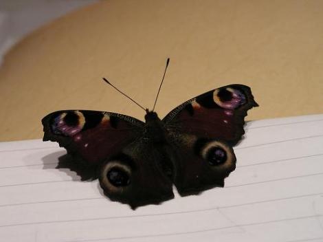 KONICA MINOLTA DIGITAL CAMERA