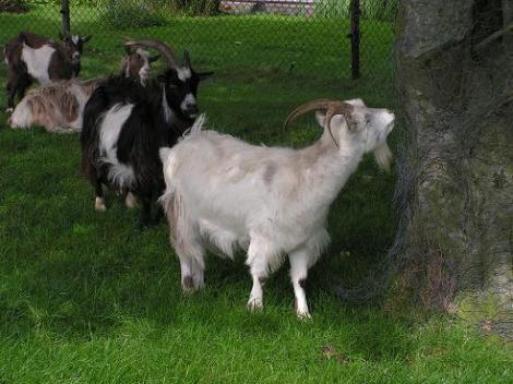 KONICA MINOLTA DIGITAL CAMERA