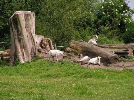 KONICA MINOLTA DIGITAL CAMERA