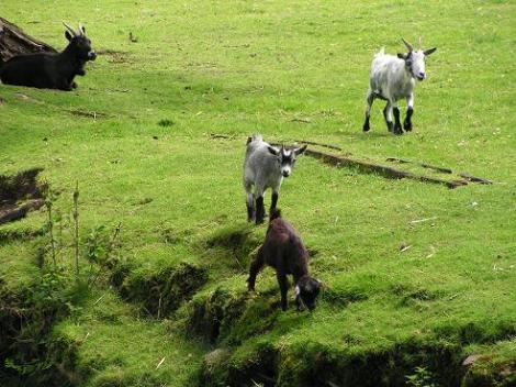 KONICA MINOLTA DIGITAL CAMERA