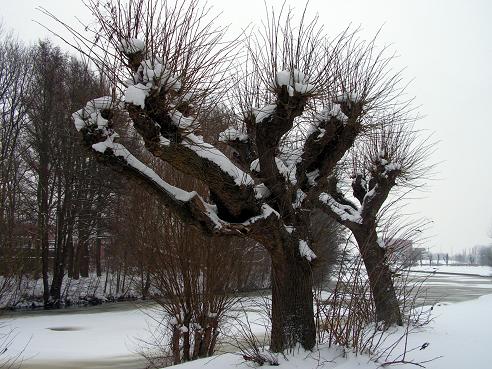 KONICA MINOLTA DIGITAL CAMERA