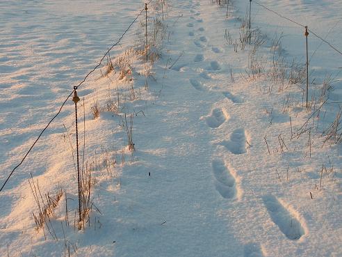 KONICA MINOLTA DIGITAL CAMERA