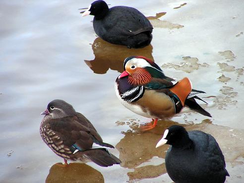 KONICA MINOLTA DIGITAL CAMERA