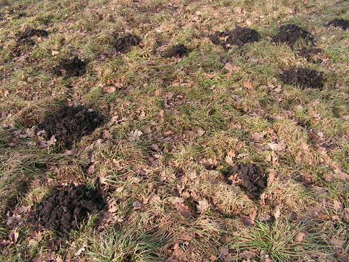 KONICA MINOLTA DIGITAL CAMERA