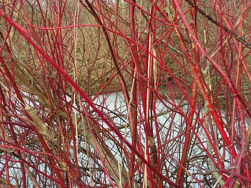 KONICA MINOLTA DIGITAL CAMERA