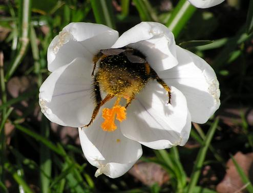 KONICA MINOLTA DIGITAL CAMERA