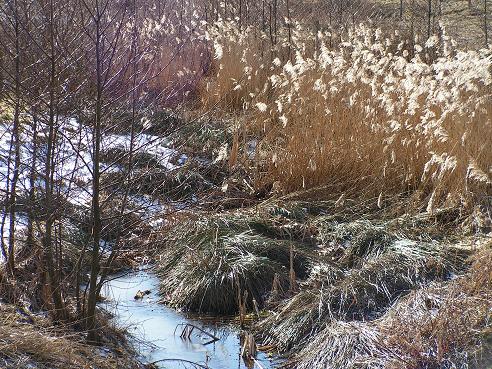 KONICA MINOLTA DIGITAL CAMERA