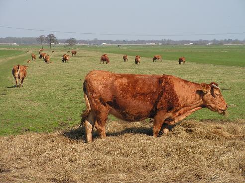 KONICA MINOLTA DIGITAL CAMERA