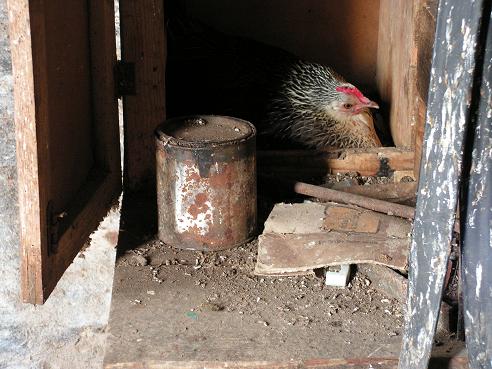 KONICA MINOLTA DIGITAL CAMERA