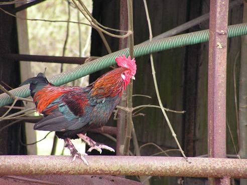 KONICA MINOLTA DIGITAL CAMERA