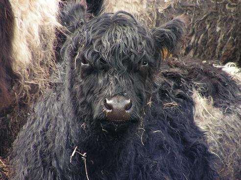 KONICA MINOLTA DIGITAL CAMERA