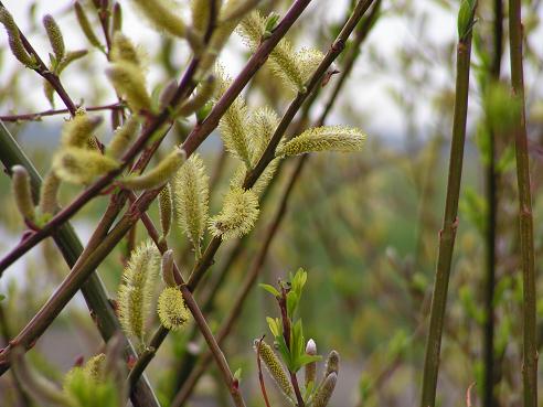 KONICA MINOLTA DIGITAL CAMERA