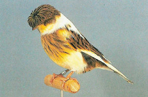 Geplaatst op 8 april 2010  kanarie