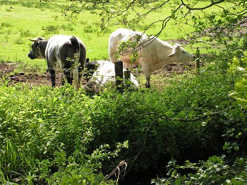 KONICA MINOLTA DIGITAL CAMERA