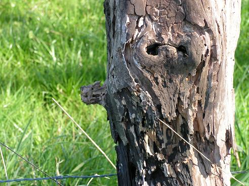 KONICA MINOLTA DIGITAL CAMERA