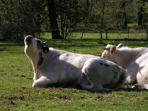 KONICA MINOLTA DIGITAL CAMERA