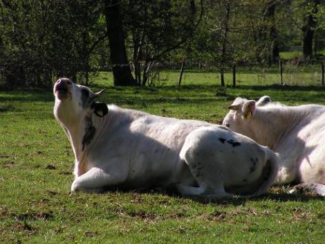 KONICA MINOLTA DIGITAL CAMERA