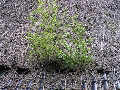 KONICA MINOLTA DIGITAL CAMERA