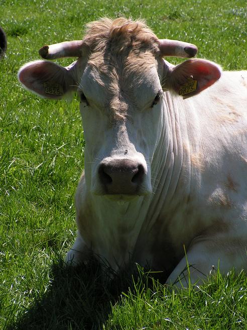 KONICA MINOLTA DIGITAL CAMERA