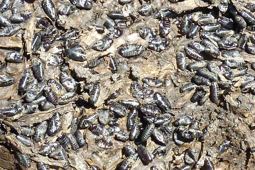 Geplaatst op 24 juni 2010  a