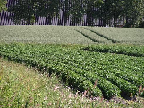 KONICA MINOLTA DIGITAL CAMERA