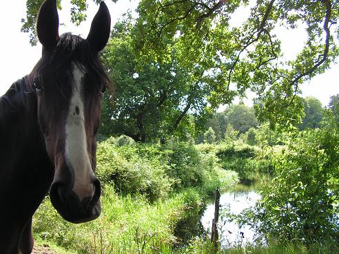 KONICA MINOLTA DIGITAL CAMERA