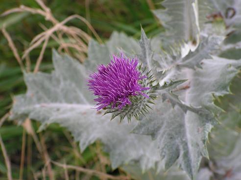 KONICA MINOLTA DIGITAL CAMERA