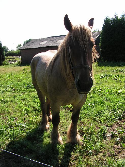 KONICA MINOLTA DIGITAL CAMERA